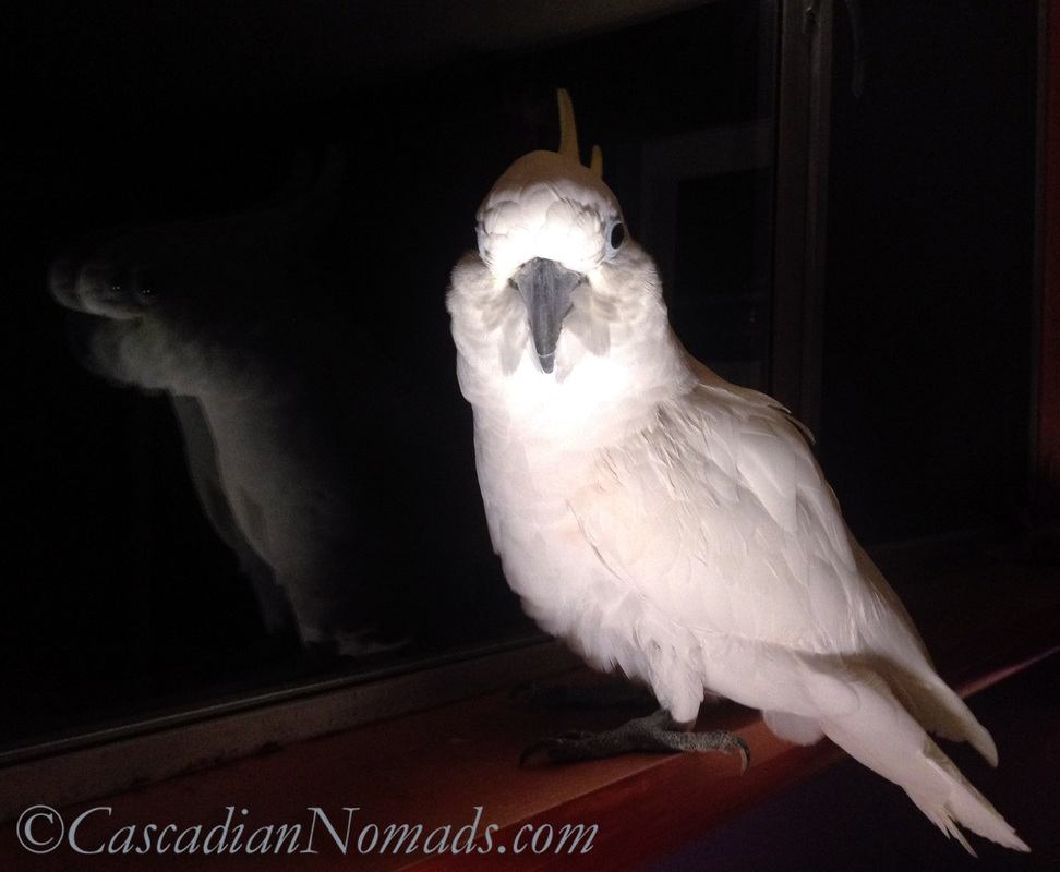 Photo of cockatoo Leo on the windowsill angry about his reflection in the window