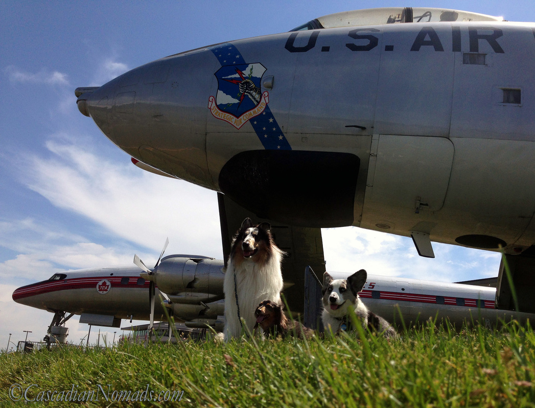 Rough collie, Miniature dachshund and Cardigan Welsh Corgi dogs with two airplanes on display at The Museum of Flight, Seattle, Washington, Cascadia. 