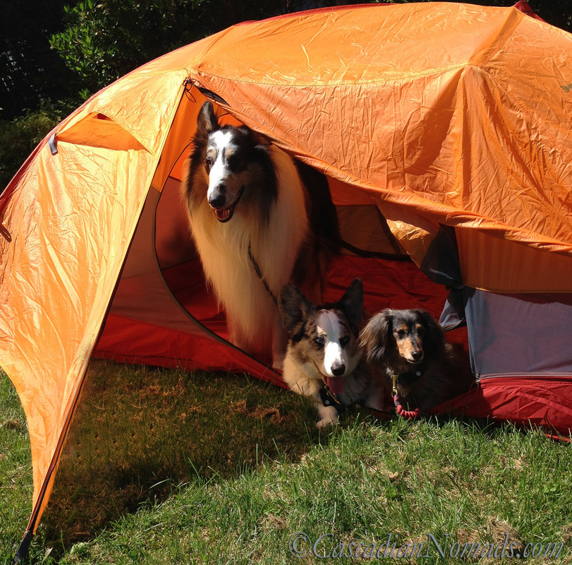 Three traveling dogs in a tent: rough collie Huxley, cardigan welsh corgi Brychwyn and miniature long haired dachshund Wilhelm.