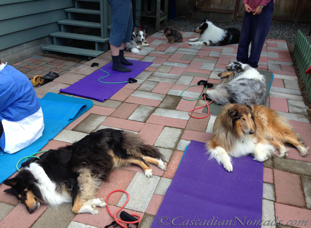 Doga? A pation fitness class with more dogs than humans!