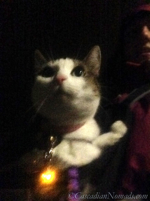 Grainy selfie of cat Amelia on a night walk in her front pack