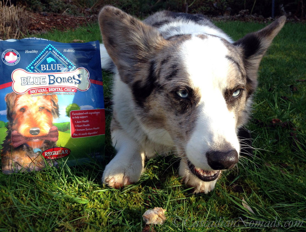 Blue Merle Cardigan Welsh Corgi Brychwyn chews some of his BLUE Bones Natural Dental Chew while a piece he chewed off waits in the grass#DogDentalHealth