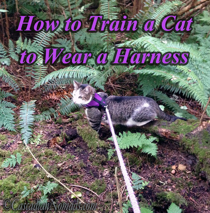 How to Train a Cat to Wear a Harness: 5 easy steps to cat harness training plus cat harness shoping tips.