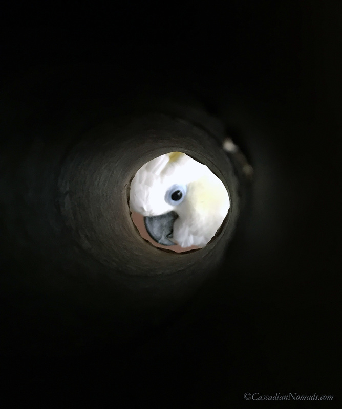 Triton cockatoo Leo notices the tunnel. #DogwoodWeek9 #Dogwood52