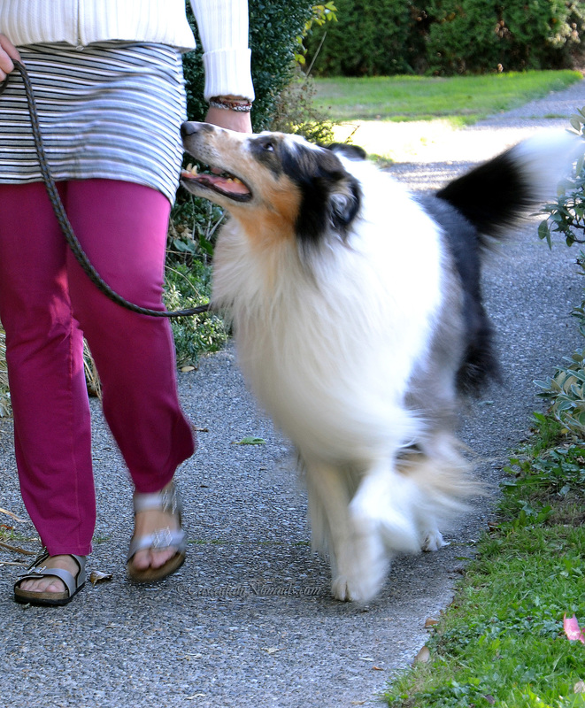 Rough collie dog Huxley demonstrates his awesome loose leash walking skills. #DogWalkingWeek