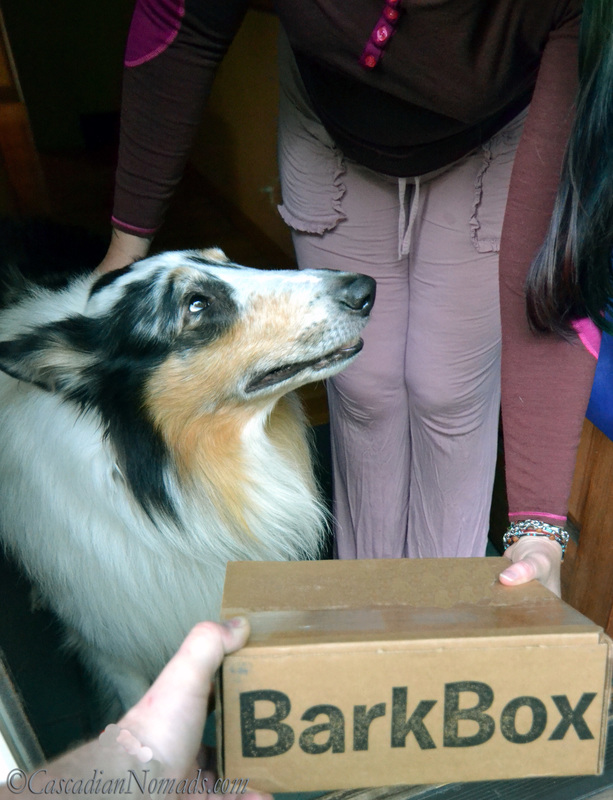 Blue Merle Rough Collie Huxley experiences his first #BarkBoxDay