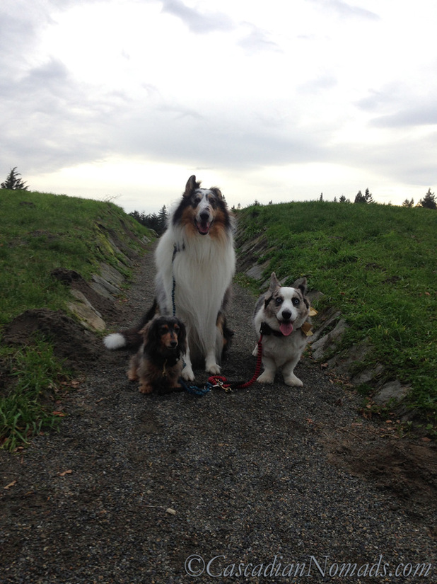 Three dogs on the Winter Solstice trail at Solstice Park in West Seattle, Washington, Cascadia