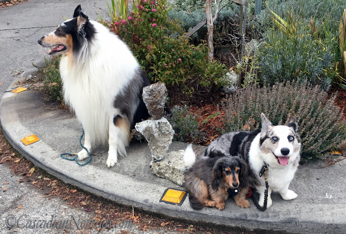 Three dogs with balanced rocks on a traffic circle in West Seattle