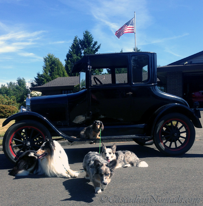 Four dogs and a 1924 Model T