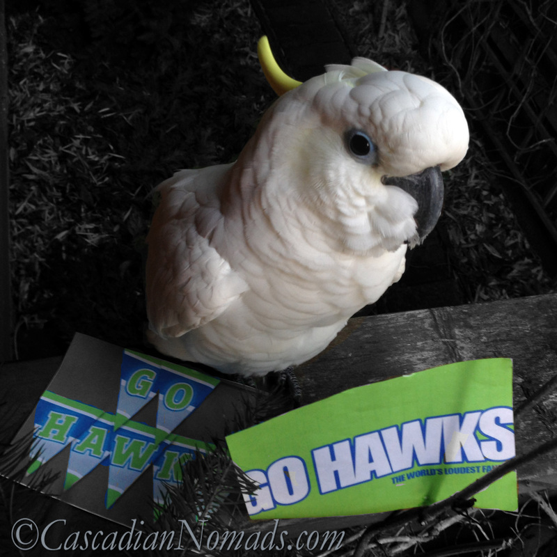 Cockatoo Leo ready for another Seattle Seahawks Super Bowl Sunday with his colorsplshed Go Hawks banner and sign 