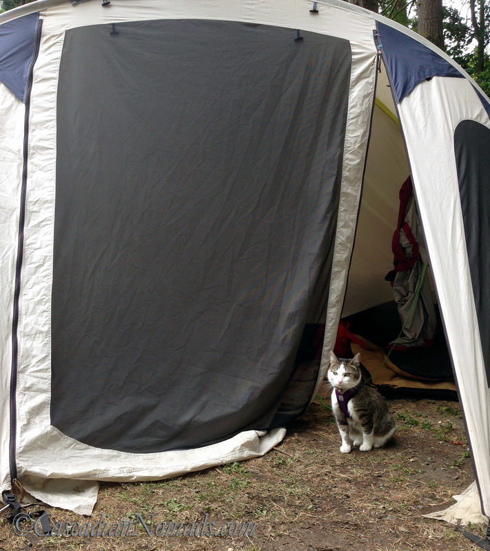 Camping cat Amelia.