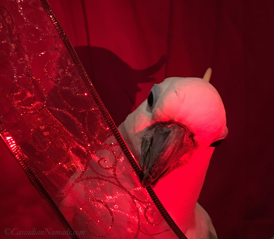 Triton cockatoo Leo manipulating a red ribbon with his beak during an artistic red themed photo shoot for the Dogwood Photography 52 Week Photo Challenge. #DogwoodWeek3 #Dogwood52