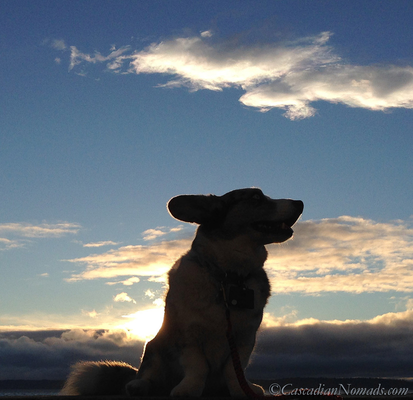 O Beautiful For Spacious Skies: Spectacular photo of cardigan welsh corgi dog Brychwyn glowing in the sunset.