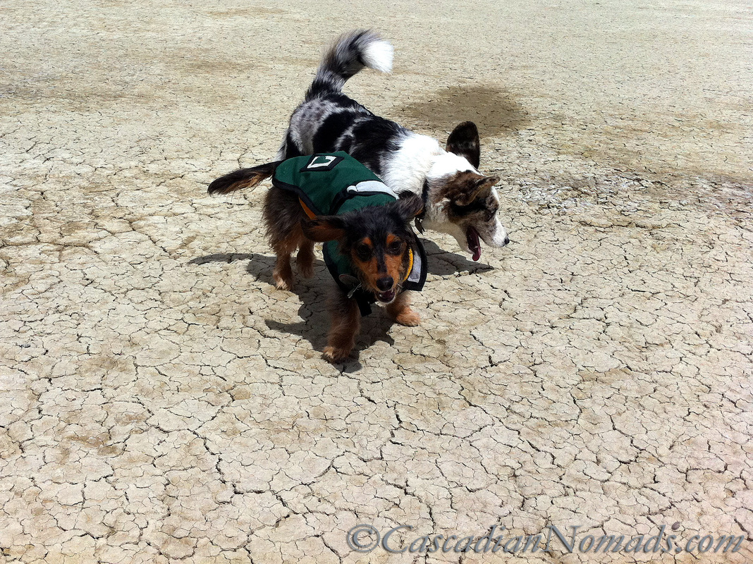 Tips to Keep Dogs Warm During Pet Friendly Outdoor Activities- Miniature dachshund Wilhelm wears a green coat layered over a yellow sweatshirt while visiting the chilly Black Rock Desert in Nevada in May.
