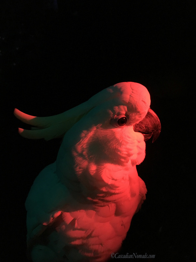 Trtion cockatoo Leo photographed in red light and shadows for an artistic red themed photo highlighting the parrots eye. #Dogwood52 #DogwoodWeek3