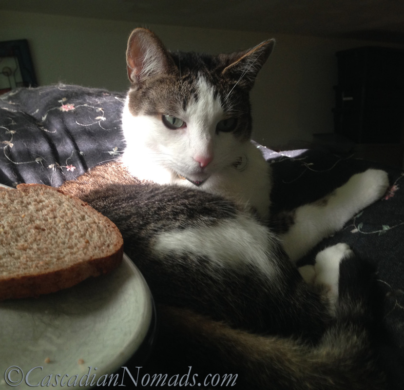 What happens when a cat writes a toast? Bad Poetry!