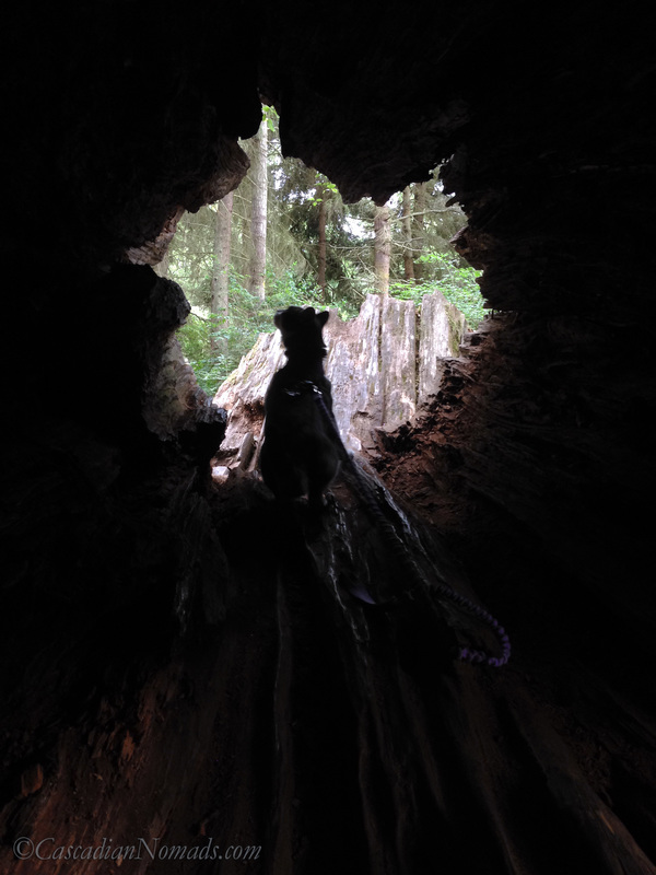 Traveling adventure cat Amelia looks around inside a hollow log on a recent camping trip