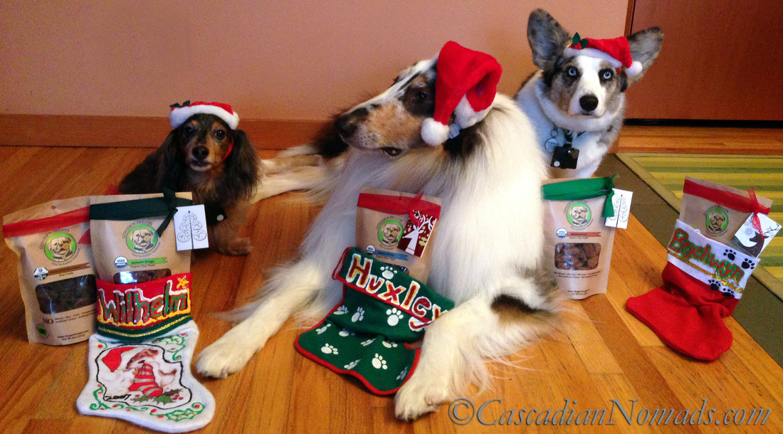 Three Santa Dogs, Three Stockings, Five Flavors of Ginger's Treats