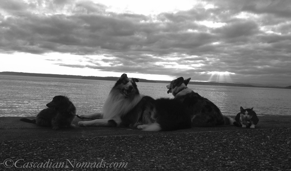 Dogs and cat enjoying the sunset at Me-Kwa-Mooks Park, West Seattle, Washington, Cascadia. 