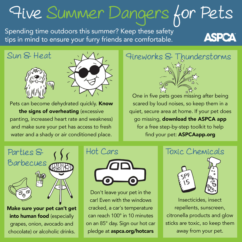 Five Summer Dangers for Pets Infographic