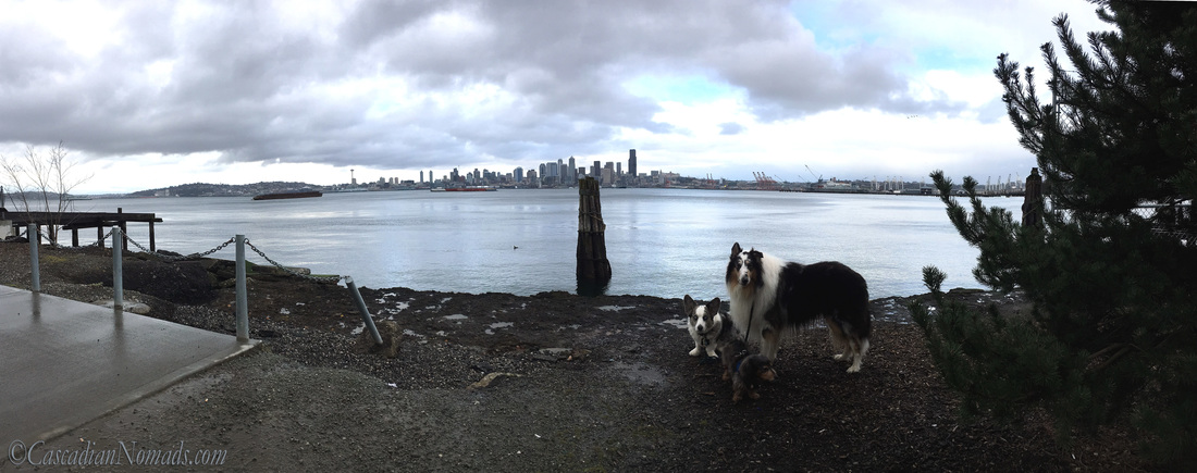 City of Seattle skyline across Elliot Bay with three adventurous Pacific Northwest dogs, Cardigan Welsh corgi, Brychwyn, miniature long haired dachshund, Wilhelm, and rough collie dog, Huxley. #DogwoodWeek8 #Dogwood52