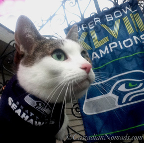 Cat Amelia's Seattle Seahwaks Super Bowl Champion banner selfie side. 