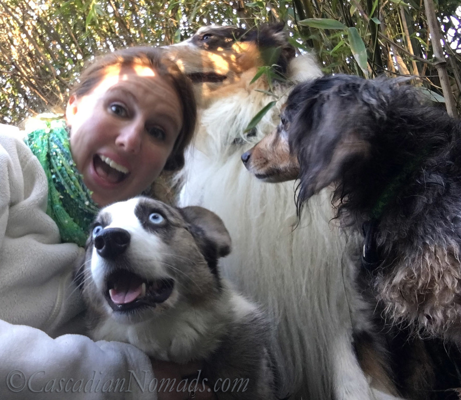 Selfie With Pets: Three Dogs. Cardigan Welsh Corgi Brychwyn, Miniature Long Haired Dachshund Wilhelm & Rough Collie Huxley #DogwoodWeek1 #Dogwood52 Self Portrait Photography Challenge