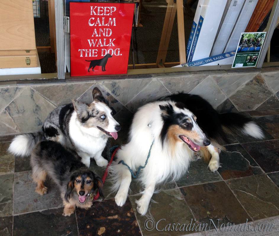 Miniature dachshund dog Wilhelm, Cardigan Welsh corgi dog Brychwyn and rough collie dog Huxley take a #DogWalkingWeek break to pose for an extremely happy fit dogs 