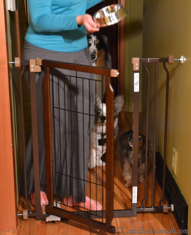 A calm human easily operating a hands-free pet gate equals well-behaved dogs. #RichellPet