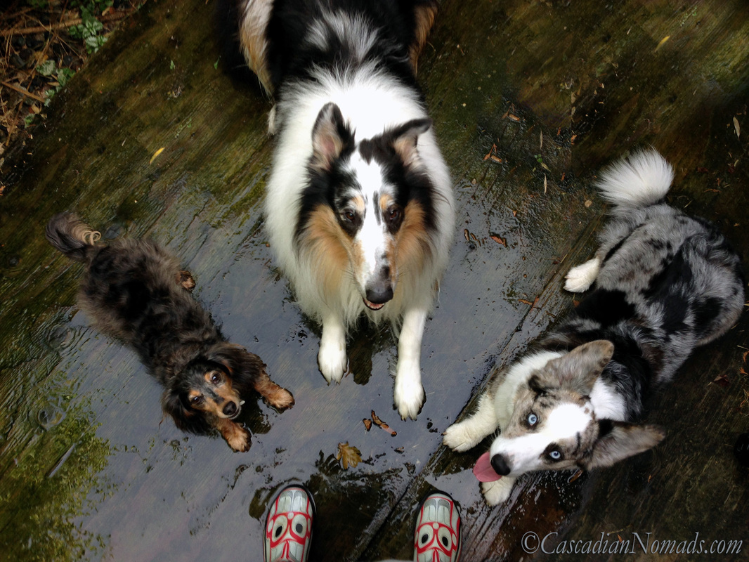 Miniature dachsund dog Wilhelm, rough collie Huxley, Cardigan Welsh corgi Brychwyn and rubber boot feet get wet on a rainy dog walk. #DogWalkingWeek