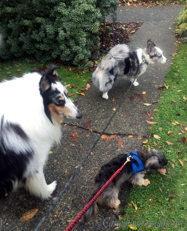 Rough collie Huxley, miniature dachshund Wilhelm and Cardigan Welsh corgi Brychwyn head out on a dog walk.