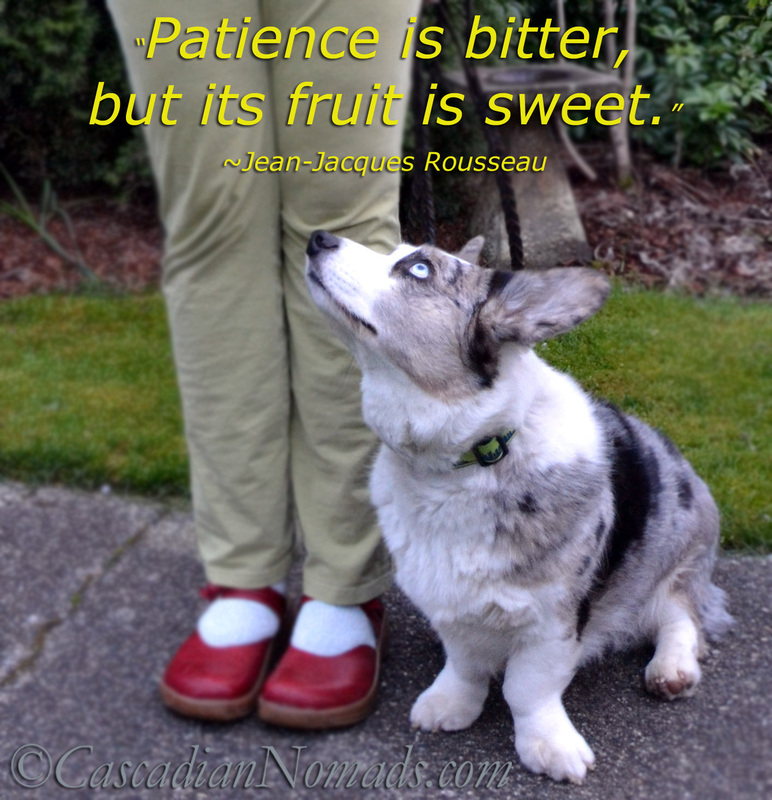 Patience Is More Than A Virtue, It's An Essential | Positive Reinforcement Pet Training Week Quote and a leash reactive corgi who test a trainers patience but it worth it!