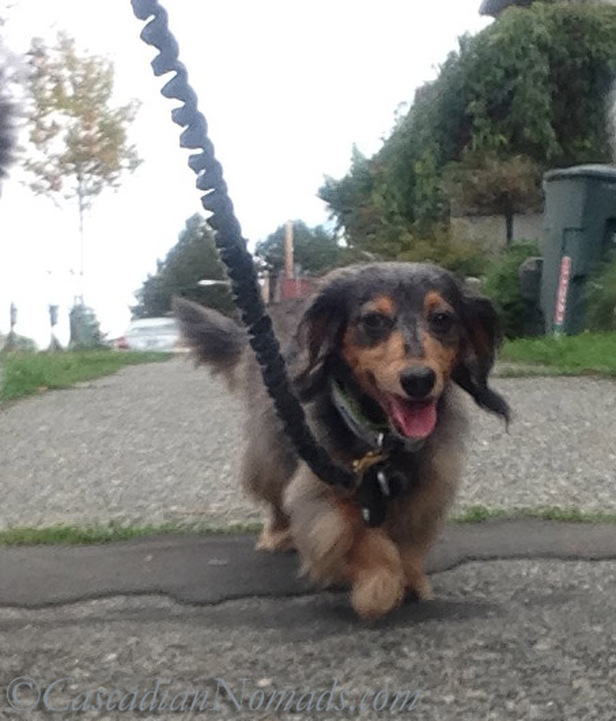 Walks make black and tan long haired dachshund Wilhelm smile.