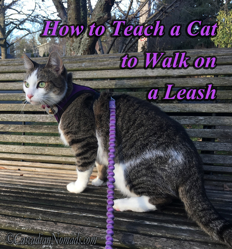 Walk Your Pet Month: How To Teach A Cat To Walk On A Leash using only force free, positive reinforcement cat training methods.