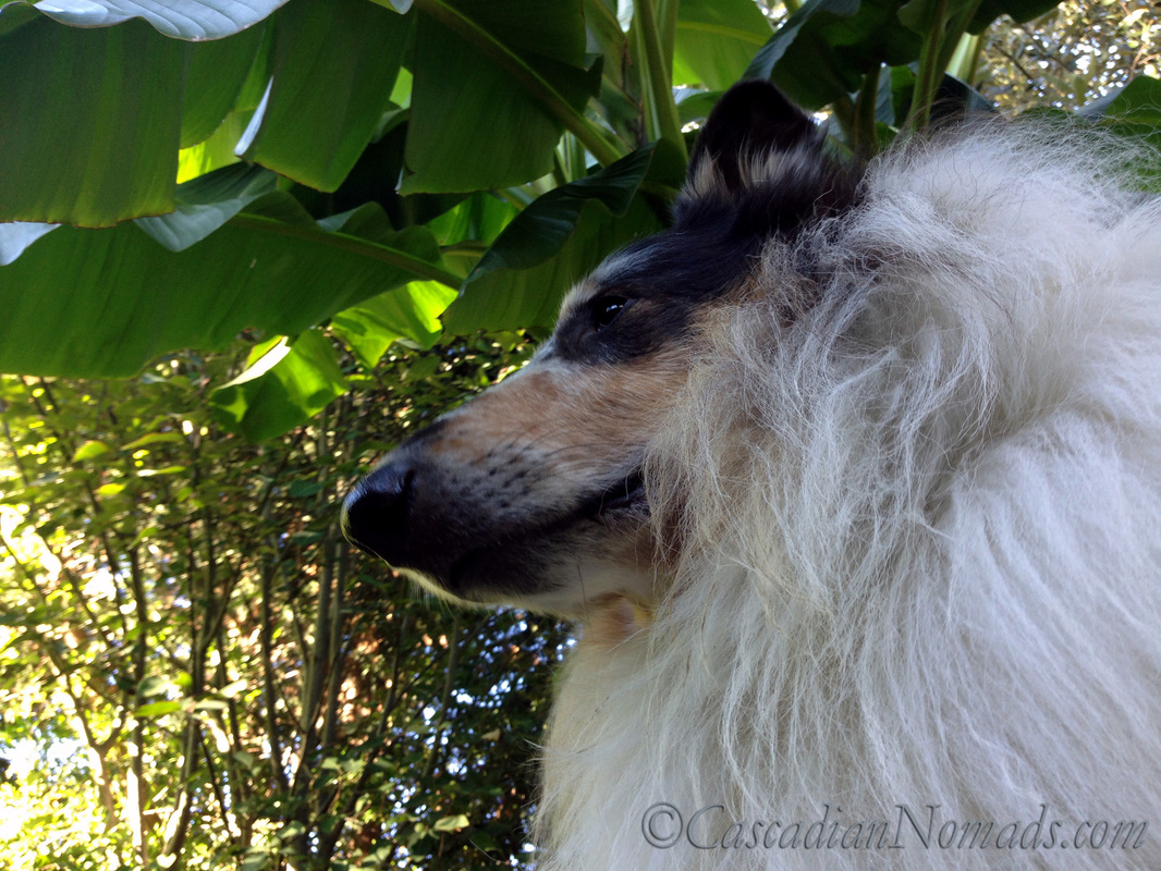 Harlequin blue merle rough collie Huxley enjoys the outdoors under a banana tree in Cascadia.
