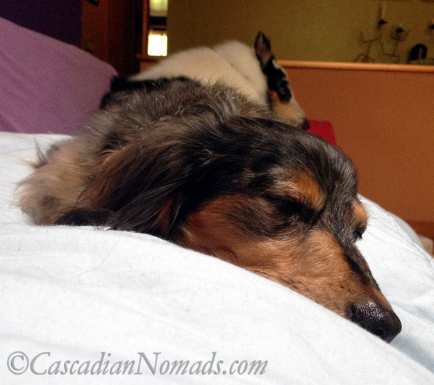 It's a lot of work to help a human feel better; black and tan dapple miniature long haired dachshund dog Wilhelm naps on top of his ailing human.