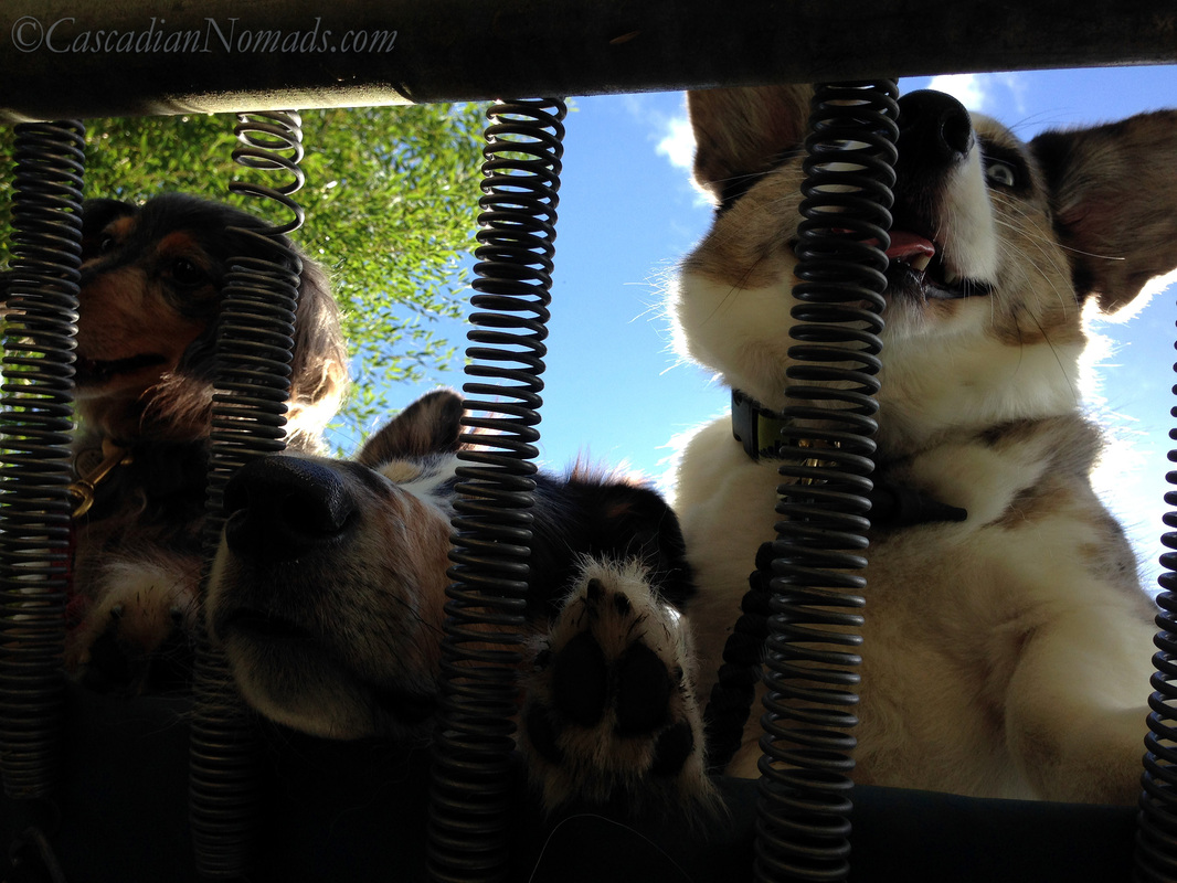 Minature dachsund dog, rough collie dog and Cardiagn Welsh corgi dog smiling under a blue spring sky through springs