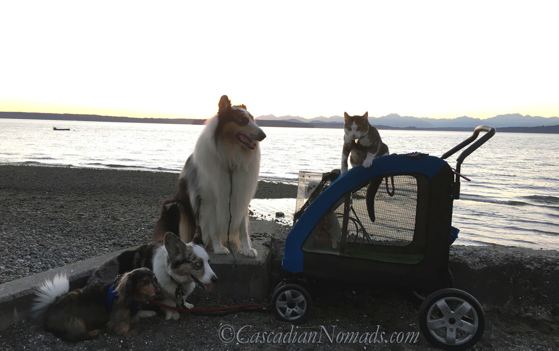 The positive reinforcement method trained Cascadian Nomads dogs, cat and cockatoo during a Lowman Beach, Seattle, Washington, Cascadia, sunset. Positive Reinforcement Pet Training Week.