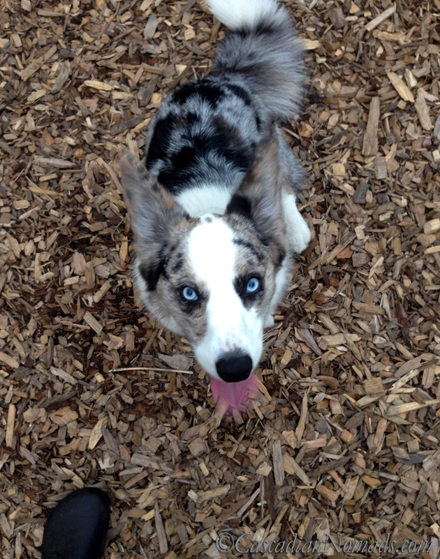A very focused postively trained blue merle cardigan welsh corgi