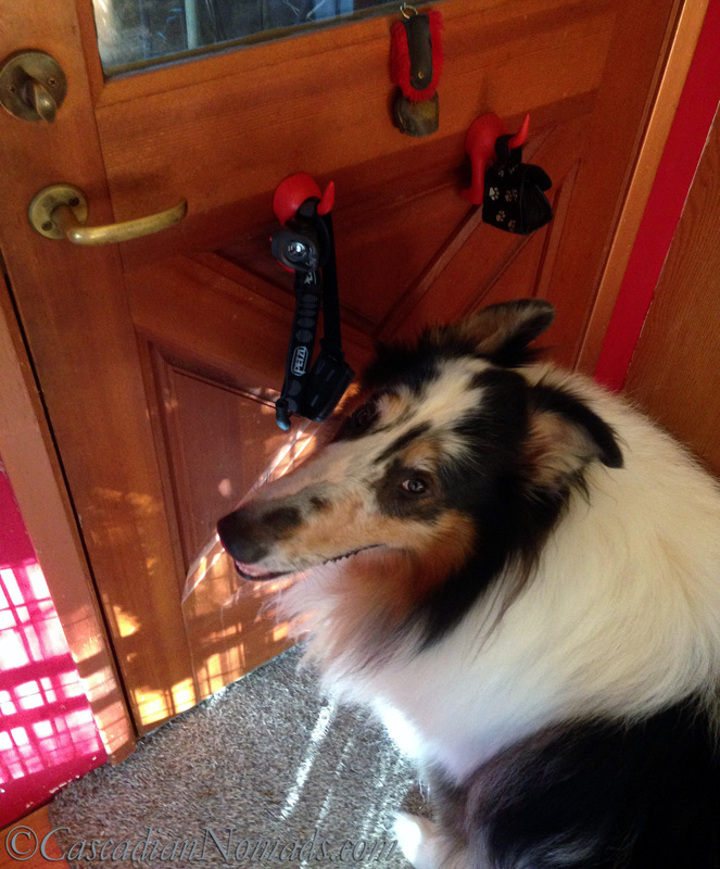 If Pets Had Thumbs Day: Rough collie Huxley can lift the door latch with his long nose but her needs thumbs to open the lock!