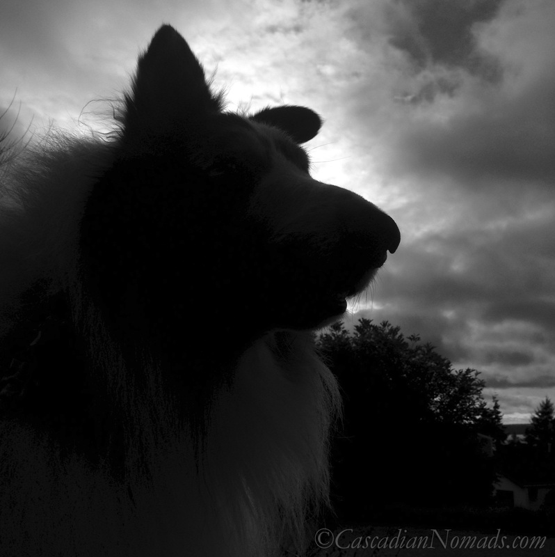 Black & white silhouette photograph of rough collie Huxley's head in the clouds
