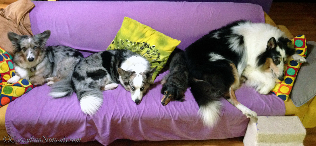 Four dogs find slightly more comfort on a couch: Cadigan Welsh corgis Morgan and Brychwyn, miniature dachshund Wilhelm and rough collie Huxley.