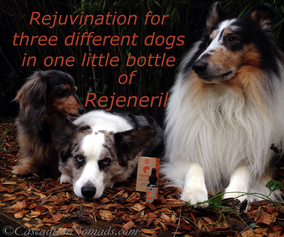 Rejuvenation For Three Different Dogs In One Little Bottle of Rejeneril