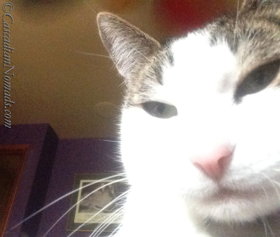 Enthusiastic Cat Selfie