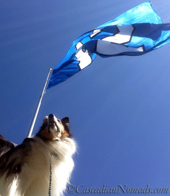 Rough collie dog Huxley and the world's largest Seattle Seahwaks 12 Flag