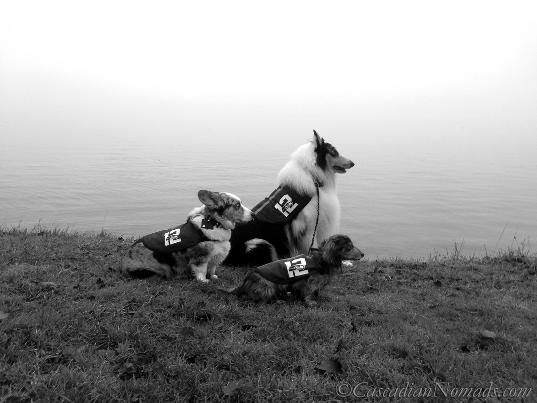 Seattle Seahawks 12th Pup corgi, collie and dachshund dogs pose for a beautiful black and white photograph next to Puget Sound- all are focused on a win!