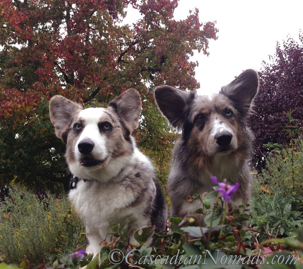 Blue merle cardigan welsh corgi dogs Morgan & Brychwyn pose with an autumn tree