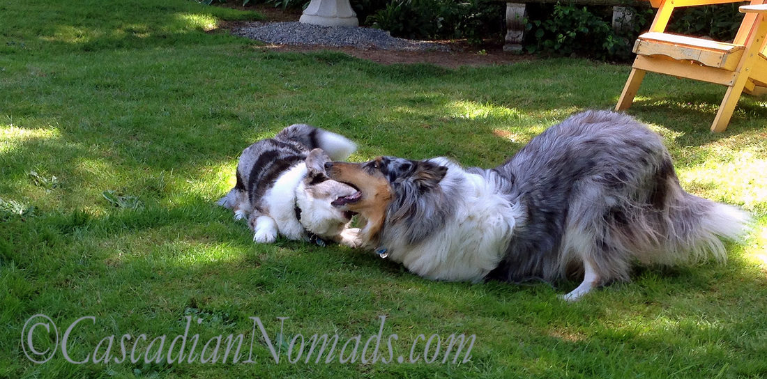 Blue merle rough collie Ginger prepares for bitey face play with corgi Brychwyn.
