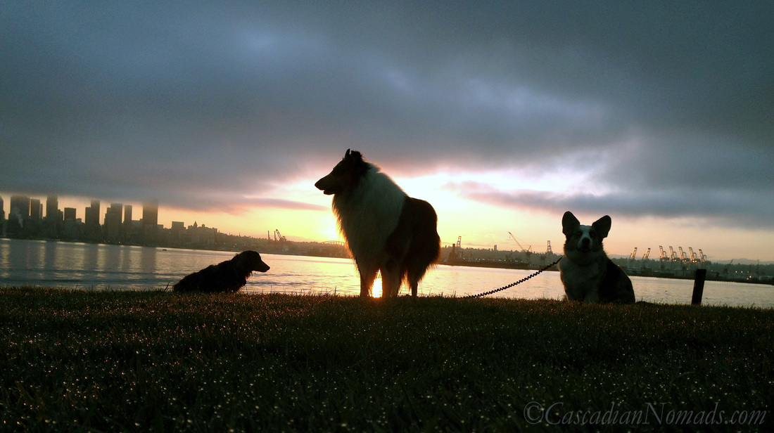 Three dogs, miniature dachshund Wilhelm, rough collie Huxley and cardigan welsh corgi Brychwyn, as the sunrises over the Port of Seattle.