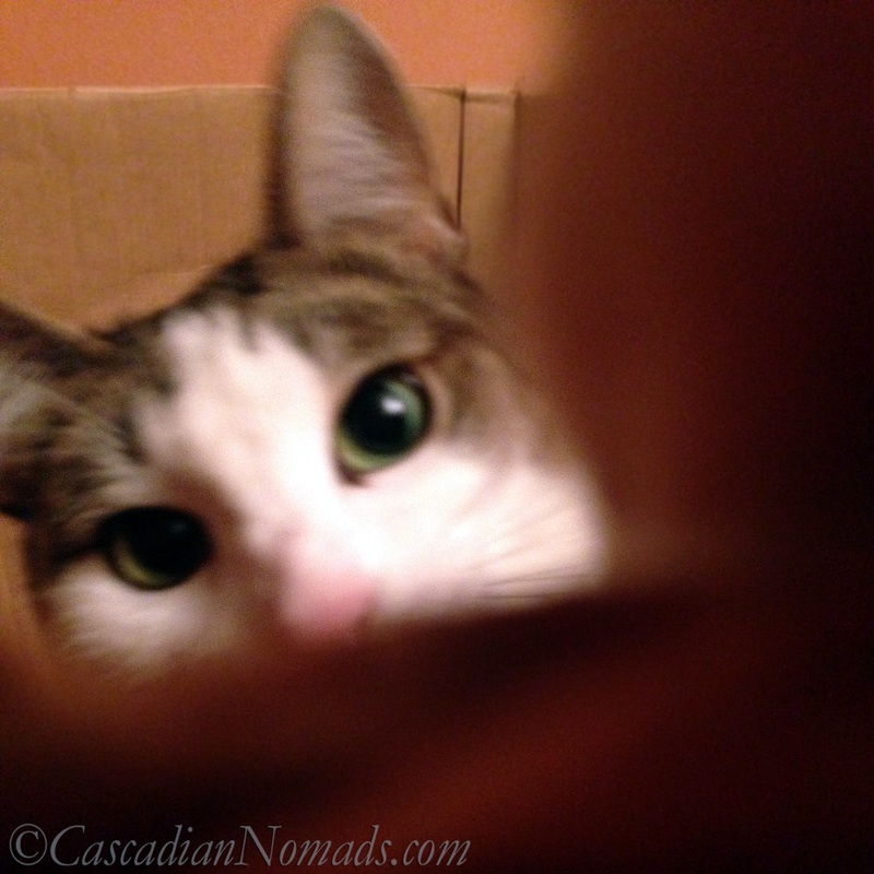 Cat Amelia pushes the selfie button from inside her cardboard box